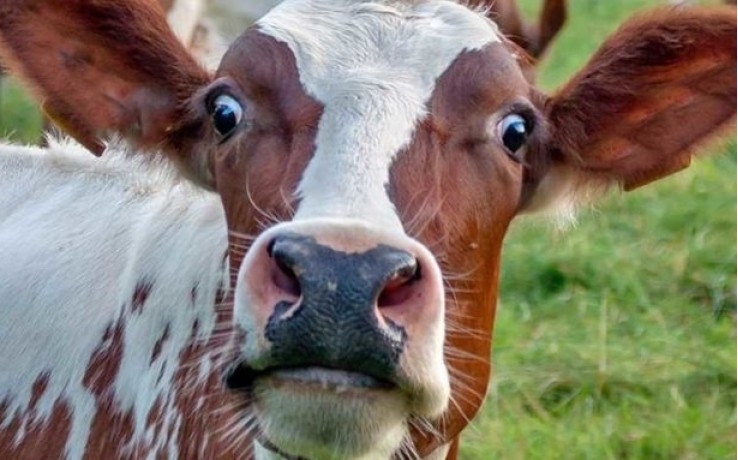 $17 million will be poured into the dairy sector of Naryn and Talas regions
