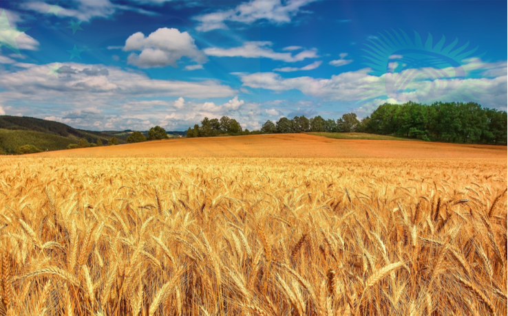 Кыргызстан Кытайдагы маркетплейстерде катарларын сатуу планын төлөө.